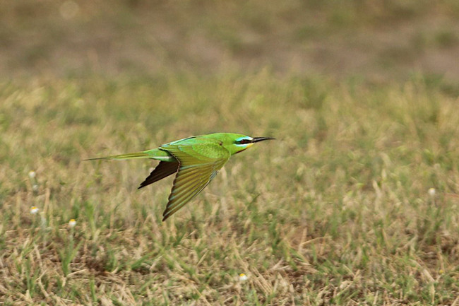 Blue-cheeked Bee-eater - photo by Bence Kókay Blue-cheeked Bee-eater pic